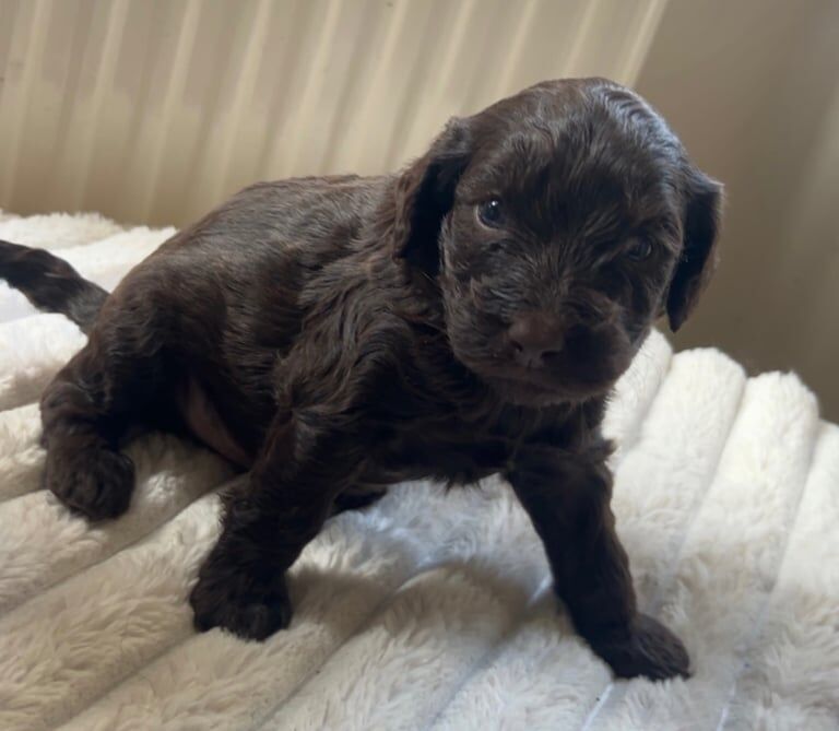 Cockapoo puppies for sale in Leigh, Greater Manchester – 5 weeks old - Image 2 of 3