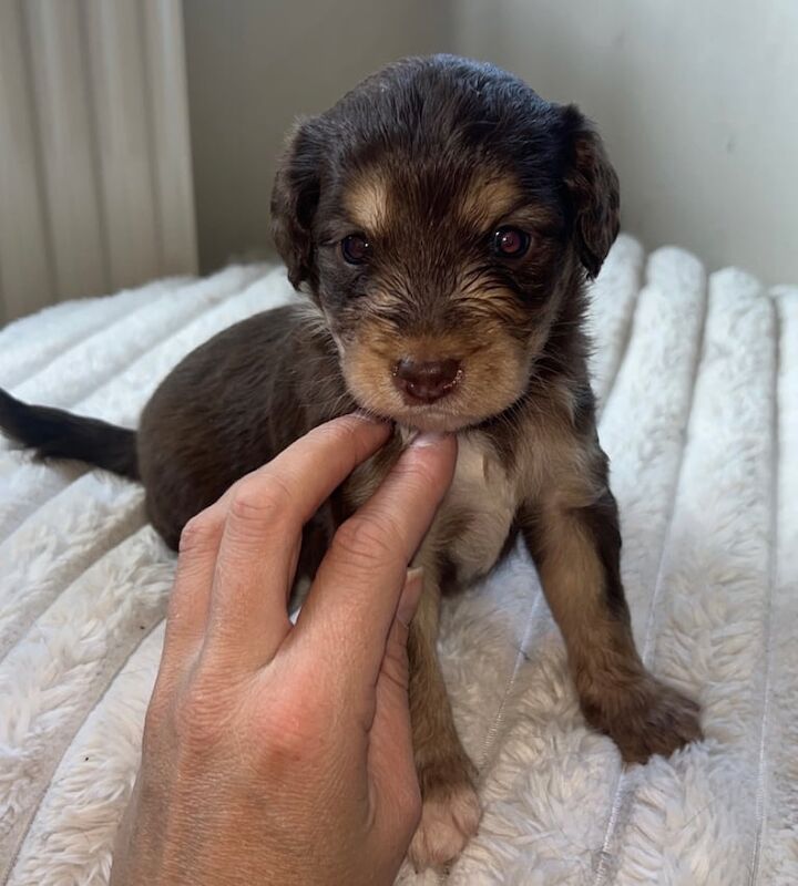 Cockapoo puppies for sale in Leigh, Greater Manchester – 5 weeks old - Image 3 of 3