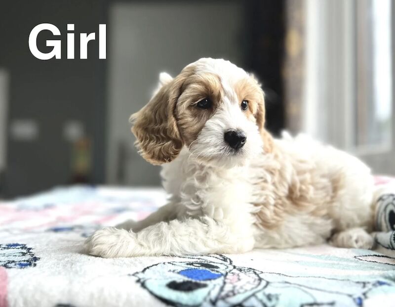 Cockapoo Puppies For Sale