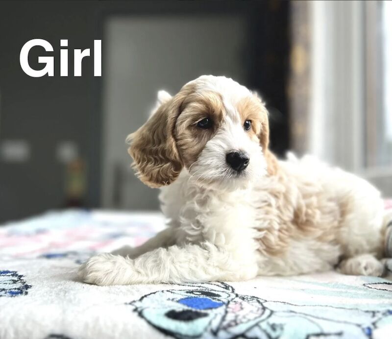 Cockapoo Puppies For Sale