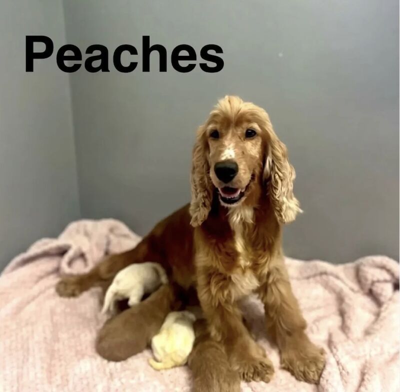Peaches adorable lemon white puppy - Image 3 of 3