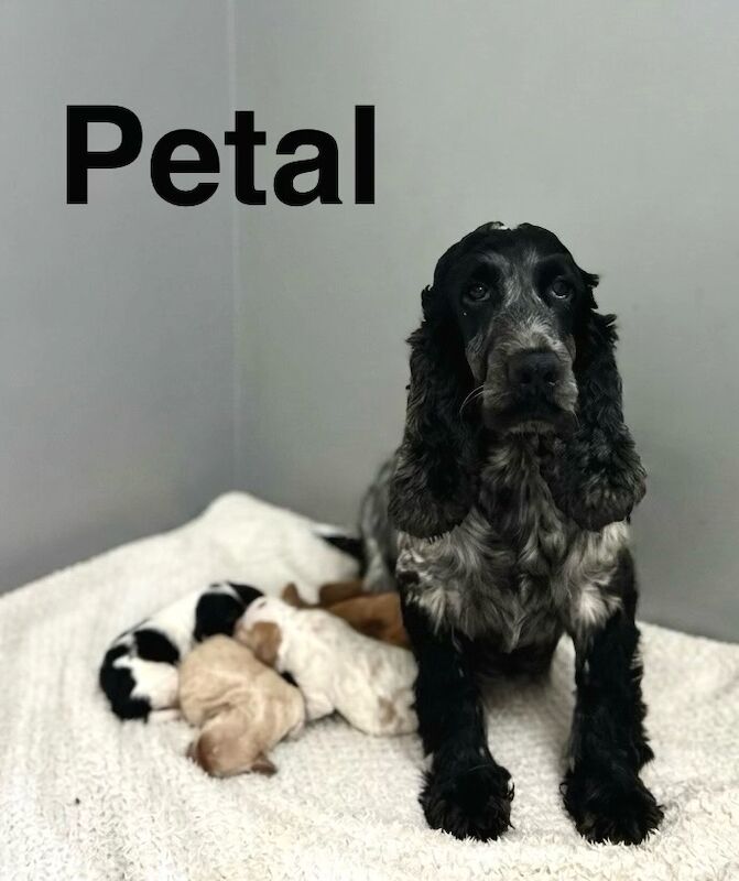 Cockapoo Puppies For Sale