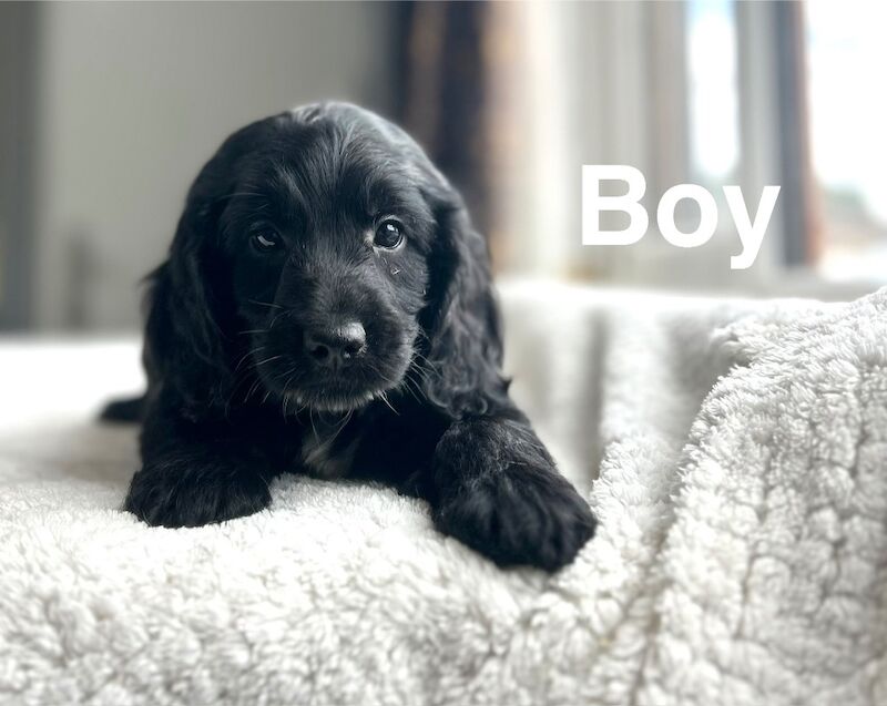 Petal lovely litter of cockapoo pups - Image 2 of 6