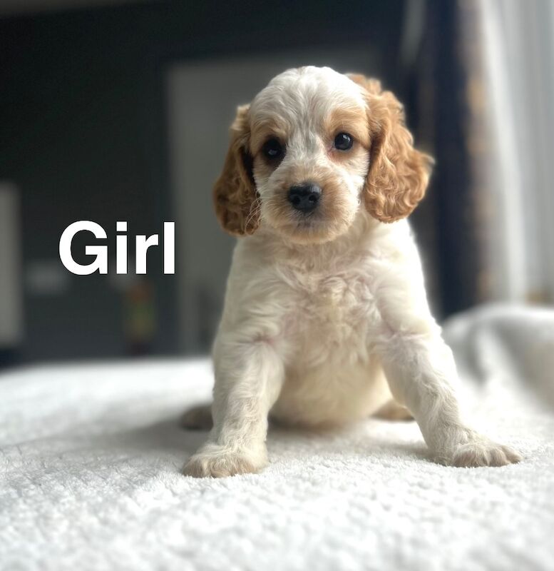 Petal lovely litter of cockapoo pups - Image 3 of 6