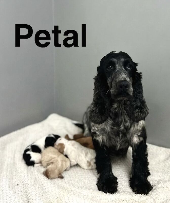 Petal stunning cockapoo girls and boys