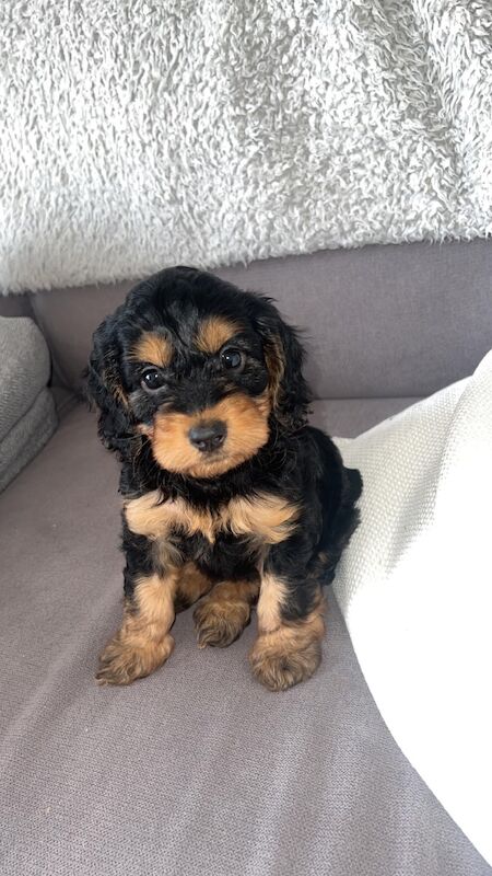 Phantom cockerpoo for sale in Stoke-on-Trent, Staffordshire | Image 3