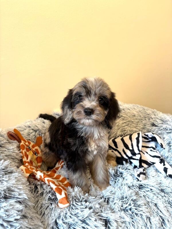 Cockapoo puppies for sale in Durham, Durham – KC registered, 7 weeks old