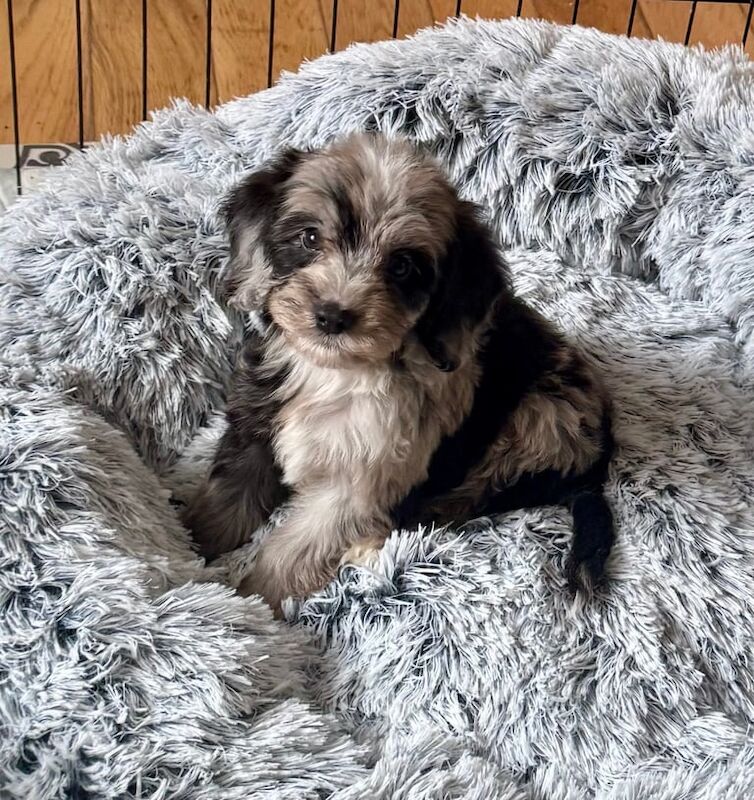 Cockapoo puppies for sale in Durham, Durham – KC registered, 7 weeks old - Image 2 of 3