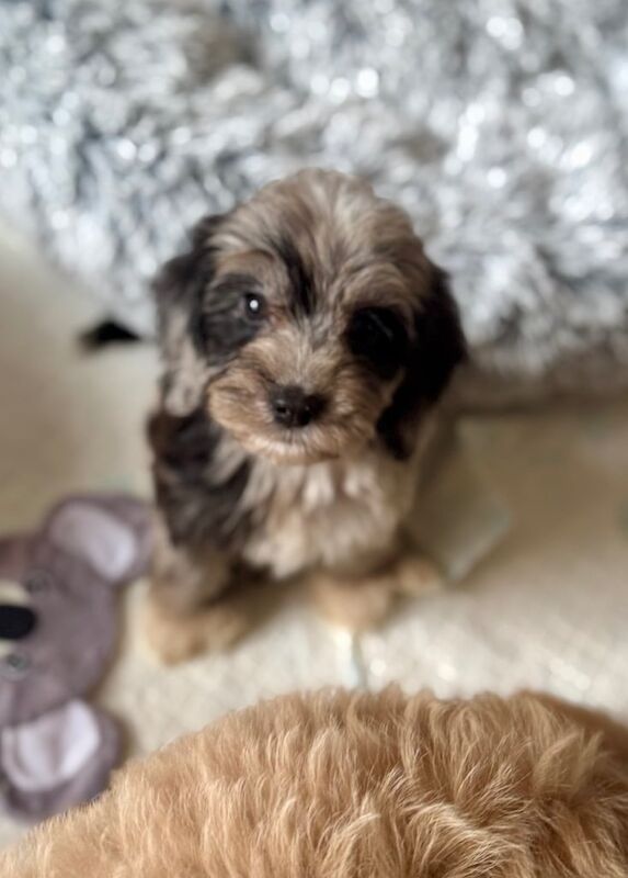 Cockapoo puppies for sale in Durham, Durham – KC registered, 7 weeks old - Image 3 of 3