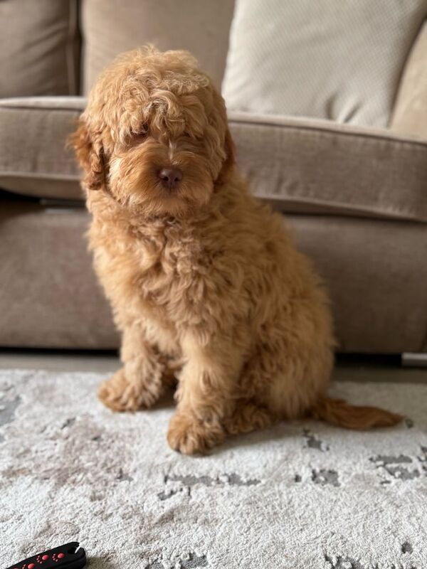 Philip the cockapoo! for sale in South Side, City of Edinburgh