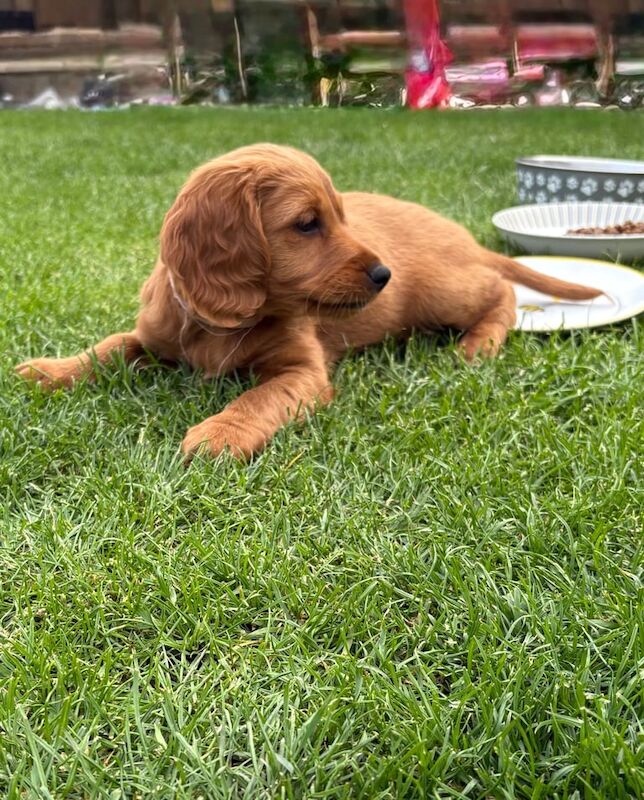 🐾 Pick of the Litter Back Available – Beautiful Mini Red Cockapoo Girl! for sale in Huddersfield, West Yorkshire