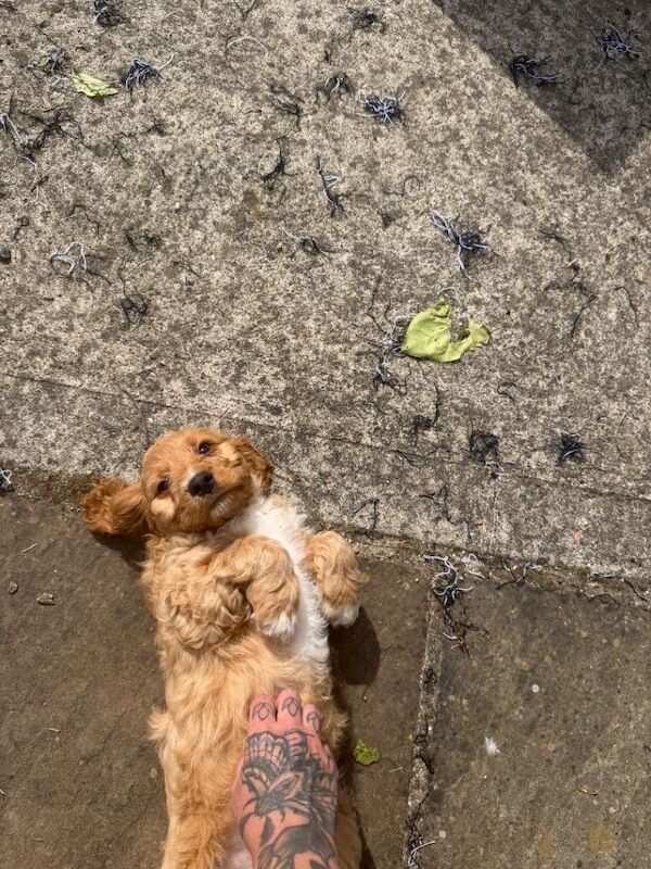 Playful cockapoo puppies ready to leave now