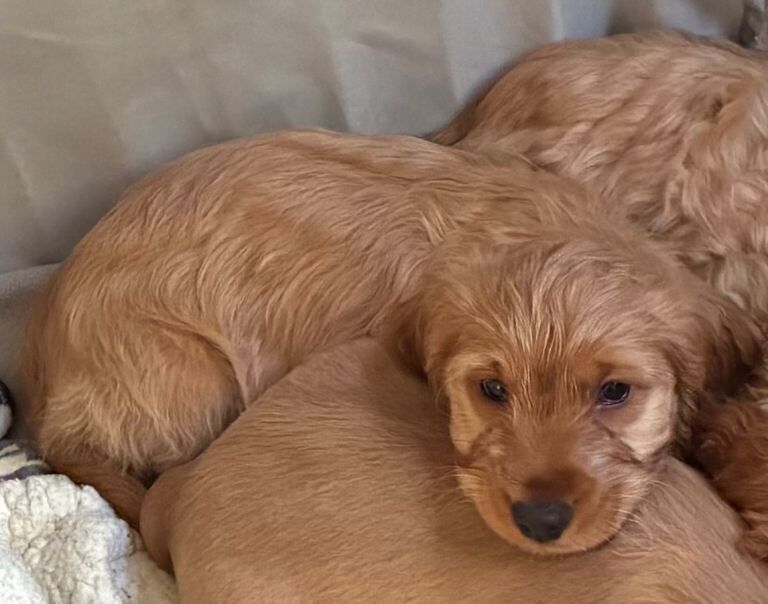 Playful cockapoo puppies ready to leave now - Image 2 of 4