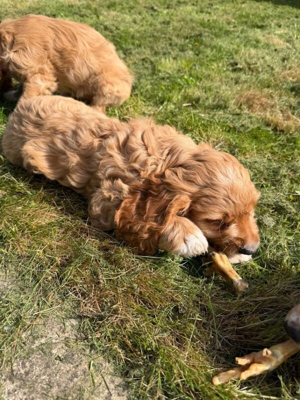 Playful cockapoo puppies ready to leave now - Image 3 of 4