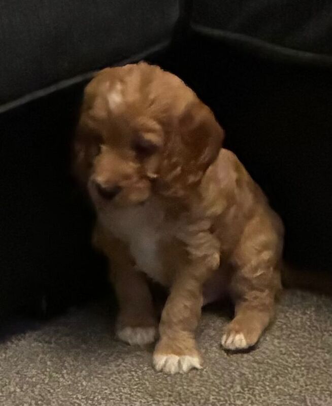 Playful cockapoo puppies ready to leave now - Image 4 of 4