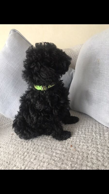 Black Cockapoo puppies for sale in Wisbech, Cambridgeshire – 3 months old