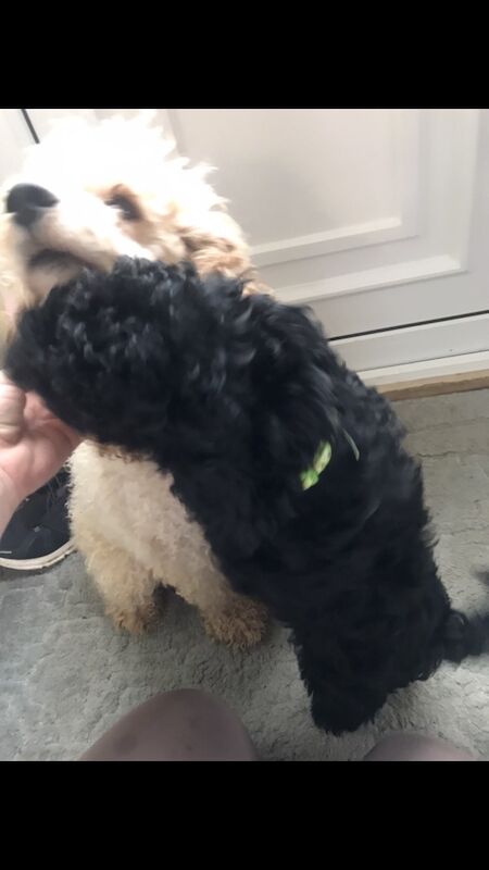 Cockapoo puppies for sale in Wisbech, Cambridgeshire – 6 months old - Image 3 of 3