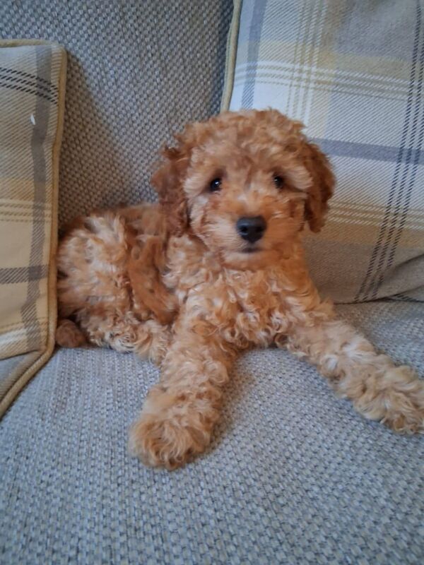 Cockapoo puppies for sale in Winscombe, Somerset – 11 weeks old