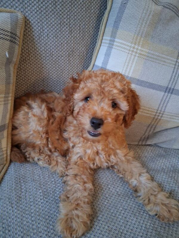 Cockapoo puppies for sale in Winscombe, Somerset – 11 weeks old - Image 2 of 3
