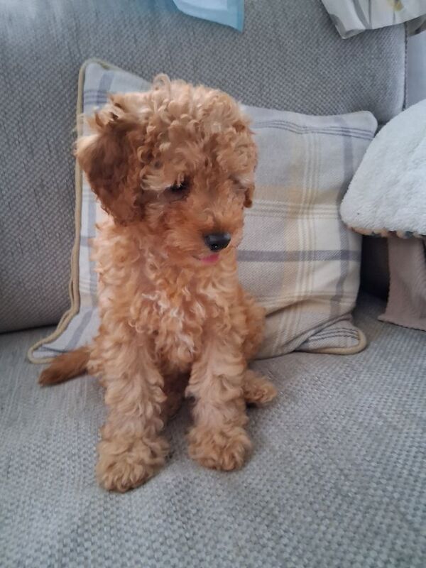 Cockapoo puppies for sale in Winscombe, Somerset – 11 weeks old - Image 3 of 3