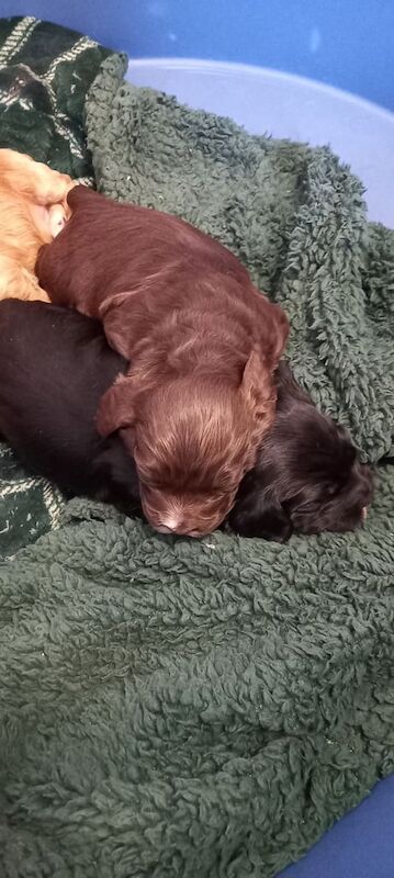 Pra clear miniture cockapoo puppies for sale in Nunthorpe, North Yorkshire