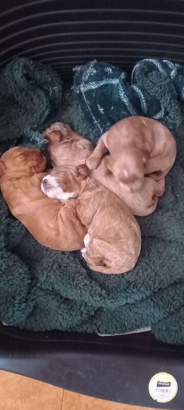 Pra clear miniture cockapoo puppies for sale in Nunthorpe, North Yorkshire | Image 2
