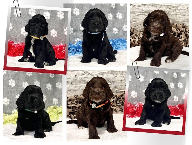 Cockapoo puppies for sale in Torquay, Devon – 6 weeks old