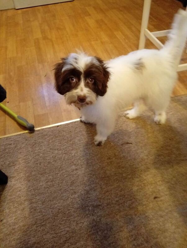 Cockapoo puppies for sale in Yeovil, Somerset – 4 months old - Image 2 of 5