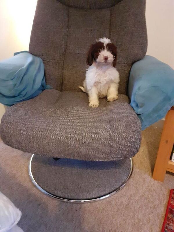 Cockapoo puppies for sale in Yeovil, Somerset – 4 months old - Image 4 of 5