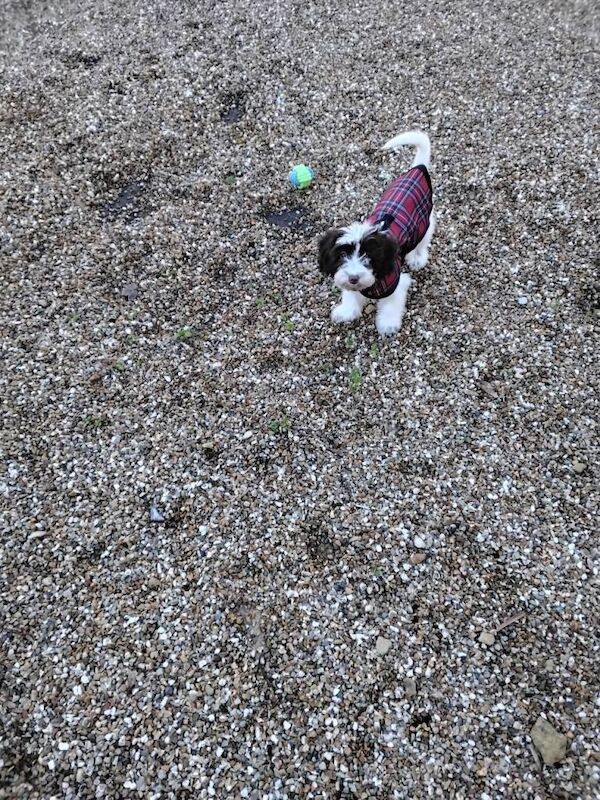 Cockapoo puppies for sale in Yeovil, Somerset – 4 months old - Image 5 of 5