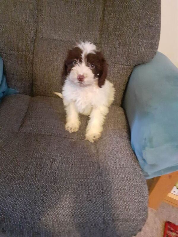 Cockapoo Puppies For Sale Under £1,000