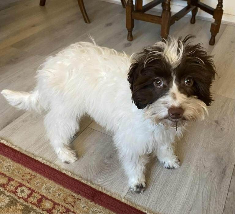 Cockapoo puppies for sale in Yeovil, Somerset – 5 months old - Image 2 of 6