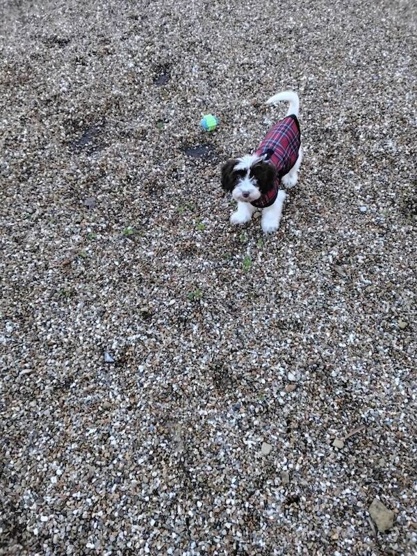 Cockapoo puppies for sale in Yeovil, Somerset – 5 months old - Image 4 of 6