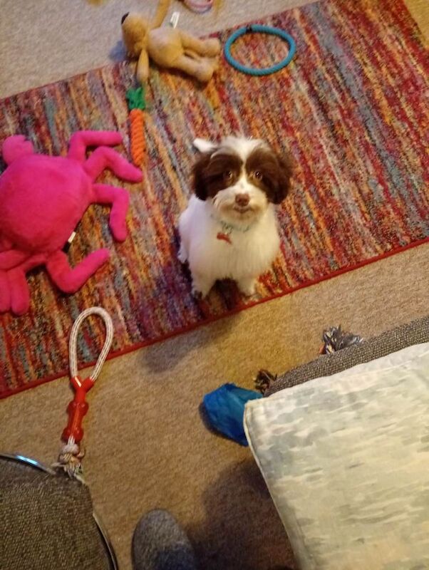 Cockapoo puppies for sale in Yeovil, Somerset – 5 months old - Image 5 of 6