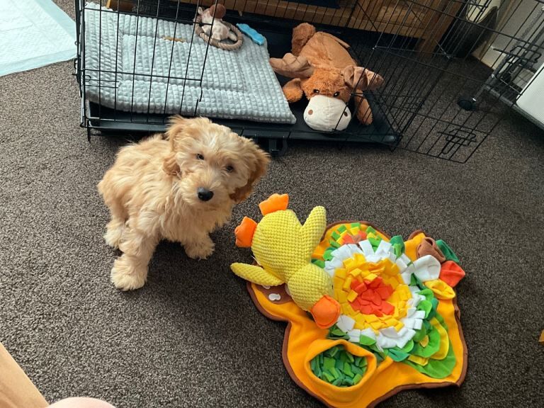 Pup for sale - Image 2 of 3