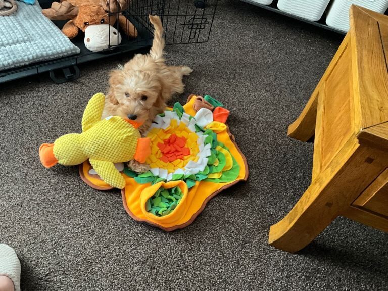 Pup for sale - Image 3 of 3