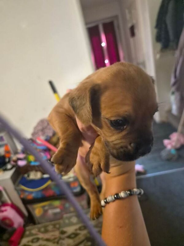 Puppie - Image 2 of 6
