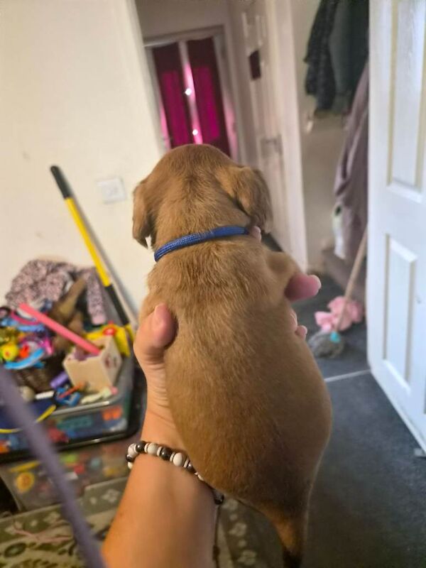 Puppie - Image 3 of 6