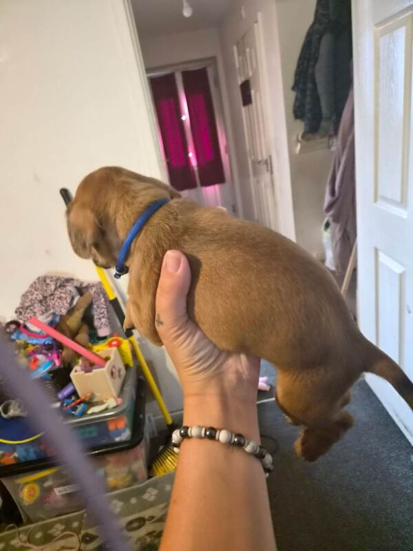 Puppie - Image 4 of 6