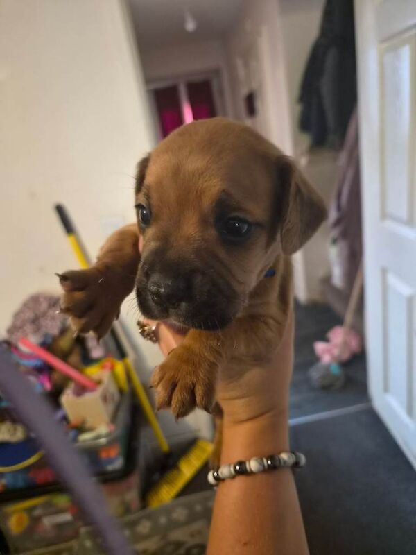 Puppie - Image 5 of 6