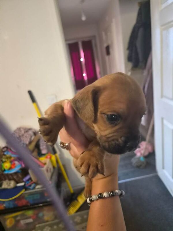 Puppie - Image 6 of 6