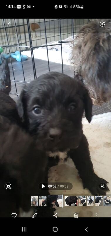 Puppies for sale in Aston, South Yorkshire