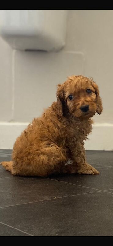 Cockapoo puppies for sale in Polmont, Stirling and Falkirk – 7 weeks old