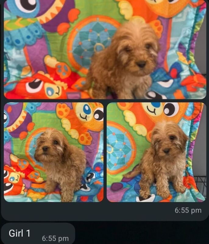 Cockapoo puppies for sale in Bursledon, Hampshire – 9 weeks old