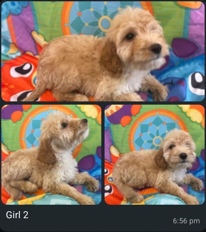 Cockapoo puppies for sale in Bursledon, Hampshire – 5 months old - Image 2 of 4