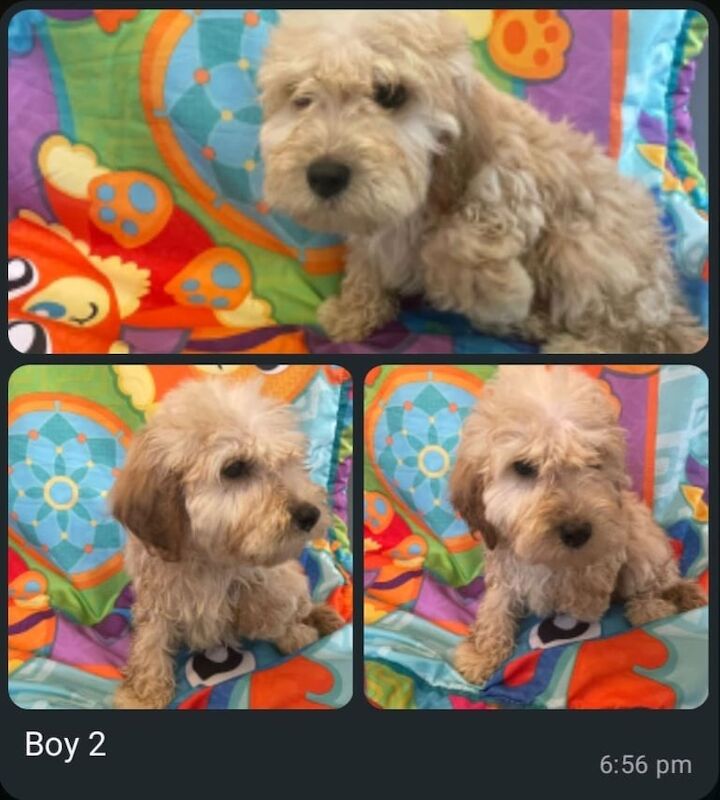 Cockapoo puppies for sale in Bursledon, Hampshire – 5 months old - Image 4 of 4