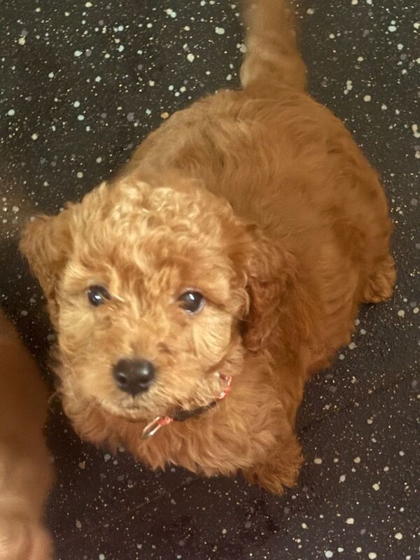 Cockapoo puppies for sale in Acrefair, Wrexham – 4 months old - Image 3 of 5