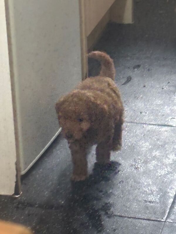 Cockapoo puppies for sale in Acrefair, Wrexham – 4 months old - Image 4 of 5