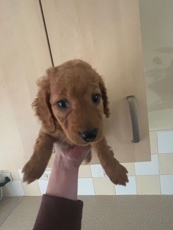 Cockapoo puppies for sale in Acrefair, Wrexham – 4 months old - Image 5 of 5