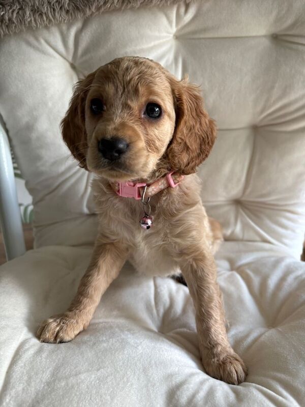 Puppies - Image 2 of 4